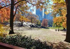 Central Park In November